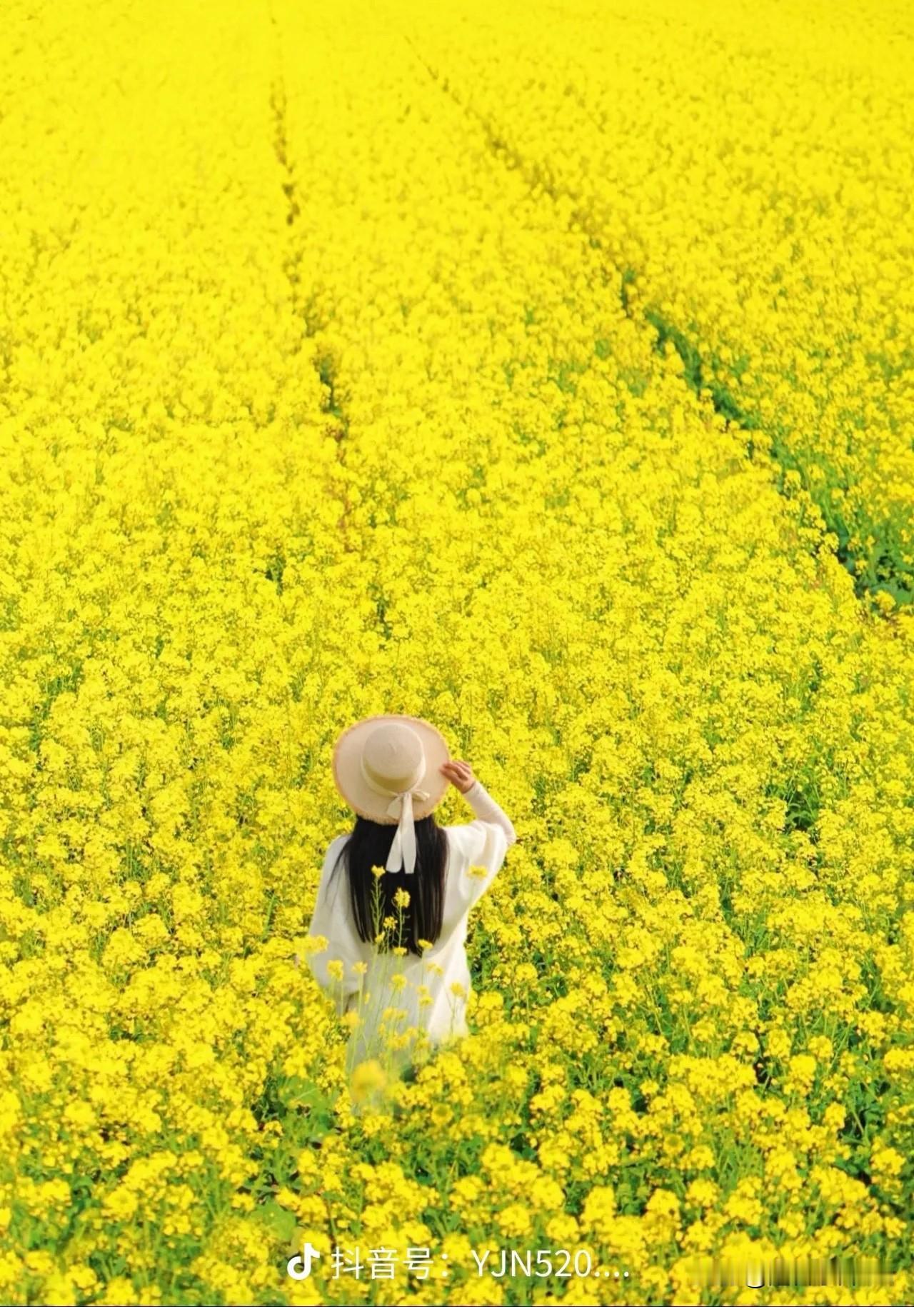 我在油菜花田等你来

乡间的小路曲曲弯弯
我已等你在油菜花田
心中期待渴望你出现