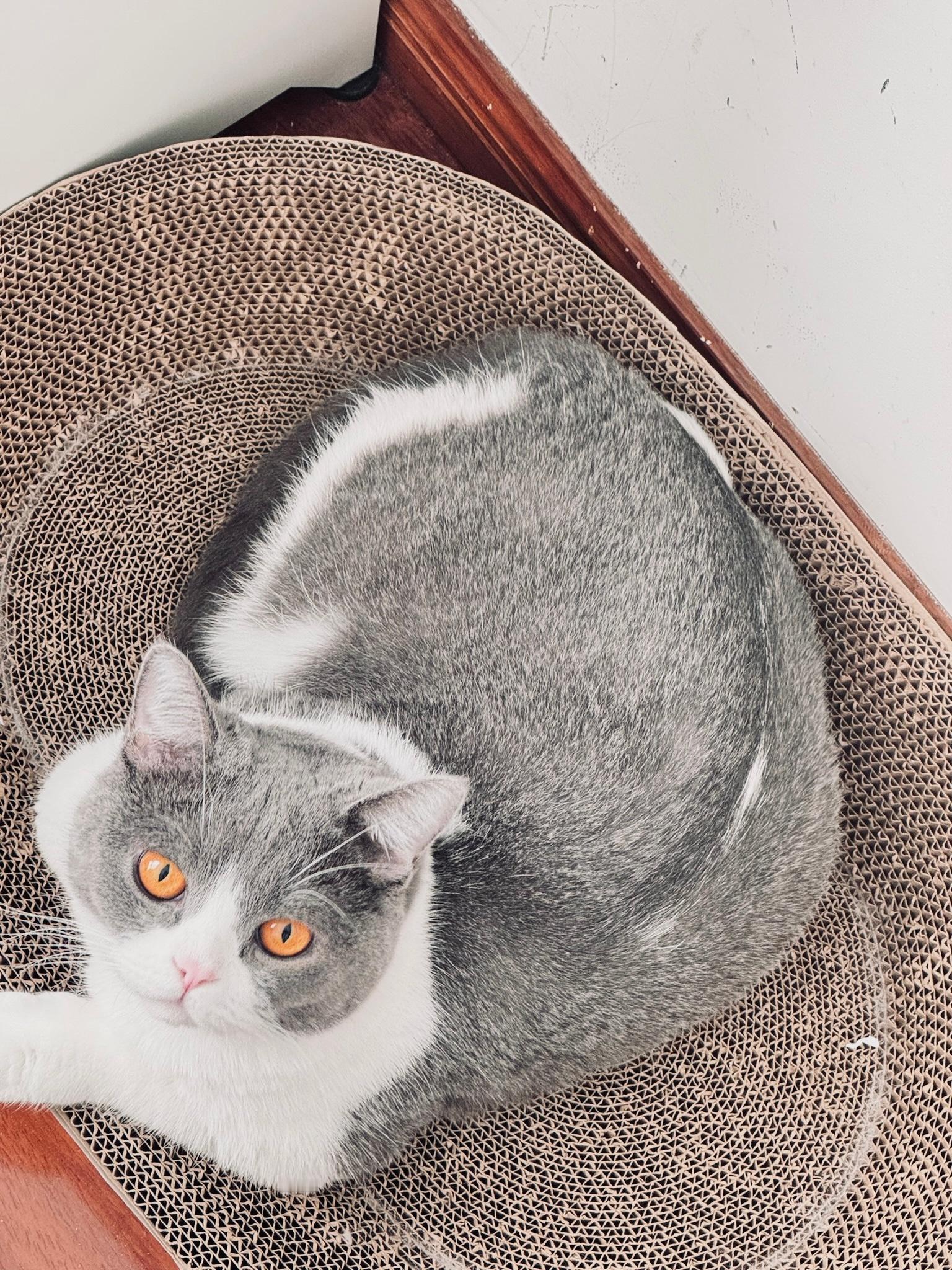 你小小而又短暂的一生，我会记得我很爱你，永远都是 