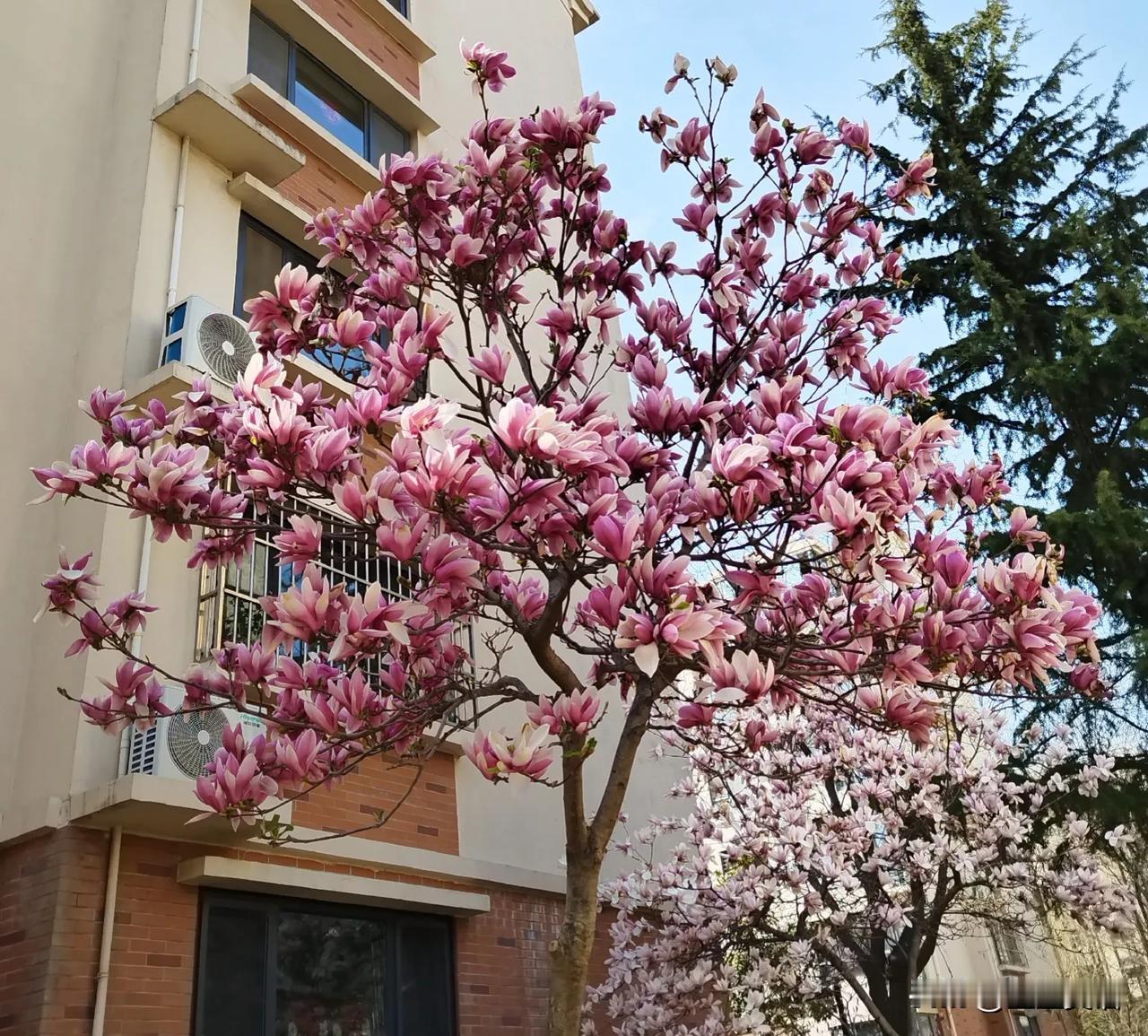 玉兰花
亭亭玉立
春意盎然
我喜欢青岛的春天
还有青岛的清晨
那股子淡淡的海的味