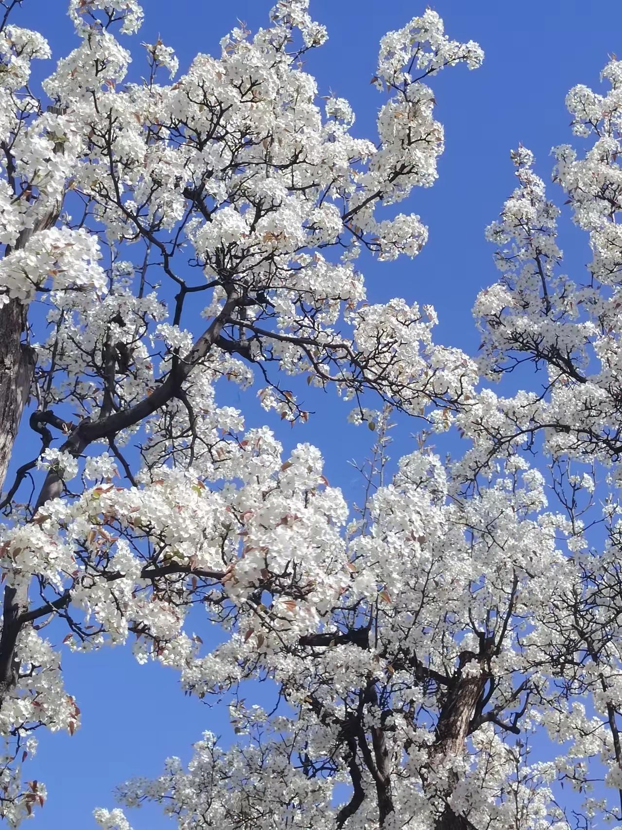 写微头条不论内容是否垂直，一天写多少篇，只要阅读量超一百，就能有几毛钱收入，作品