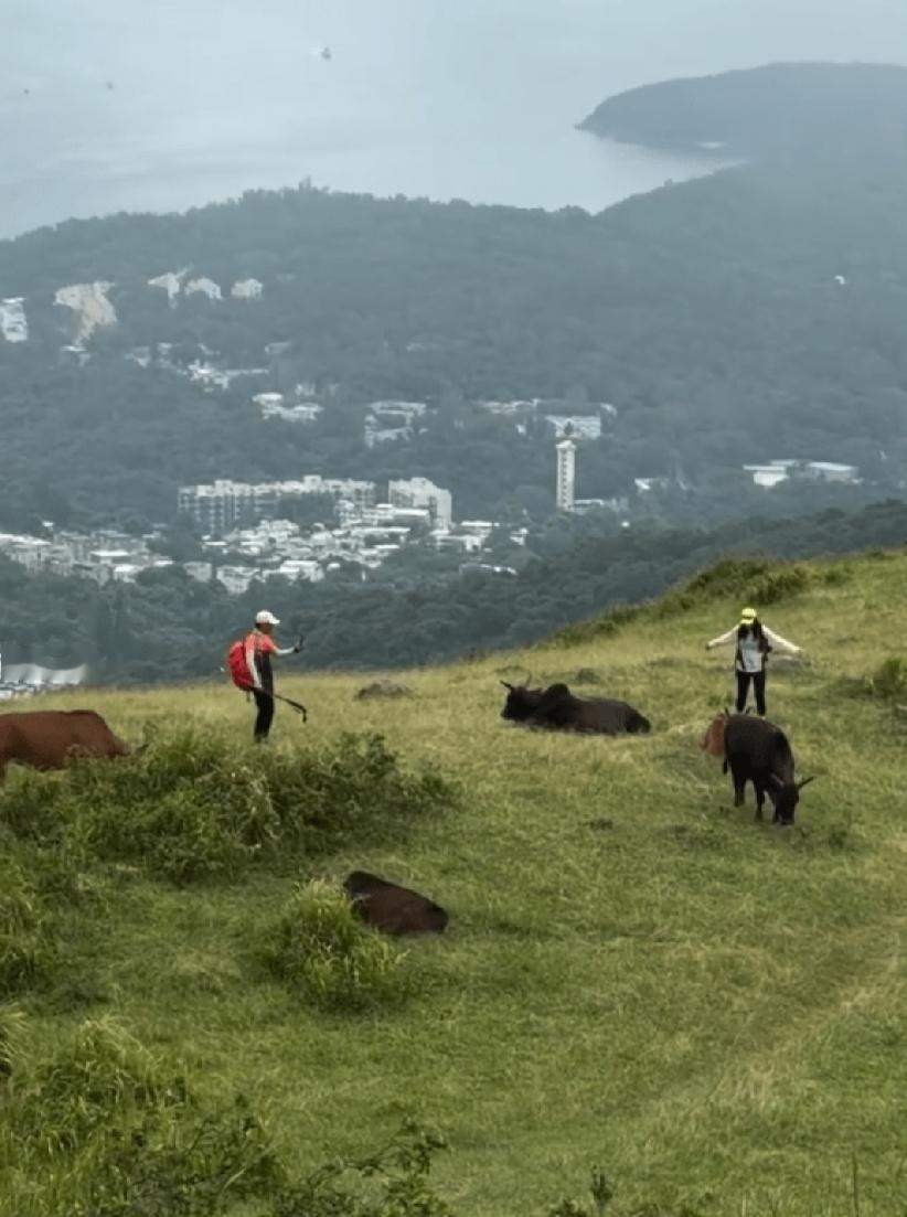香港马鞍山昂平高原是热门郊游路线，附近一带经常有流浪牛出没。然而今日（8月30日