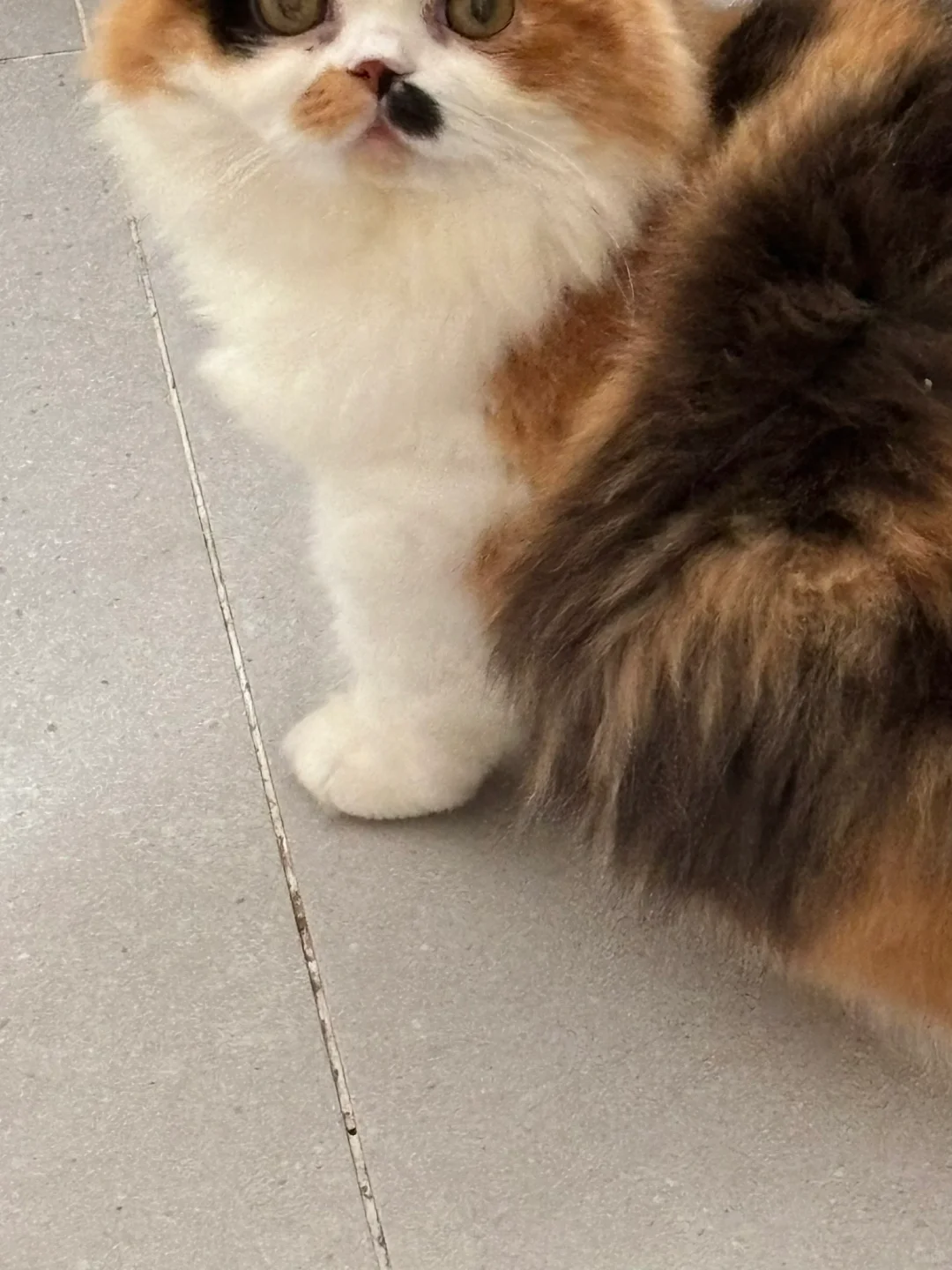好好笑的一只脚