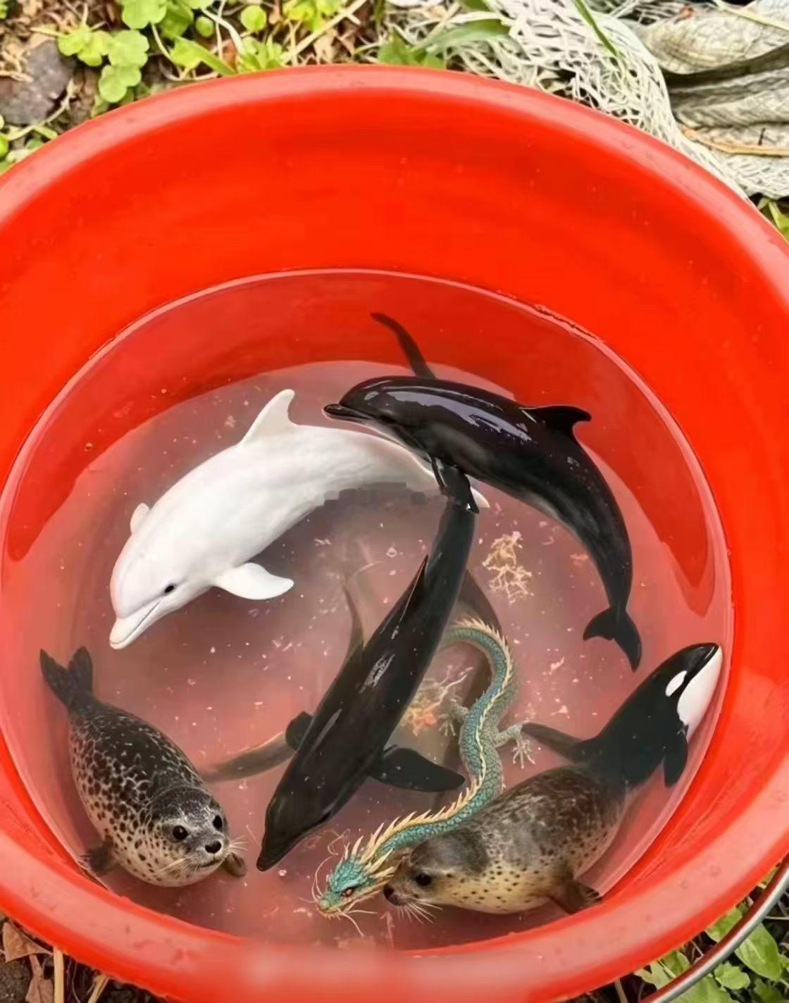 这一盆值多少？