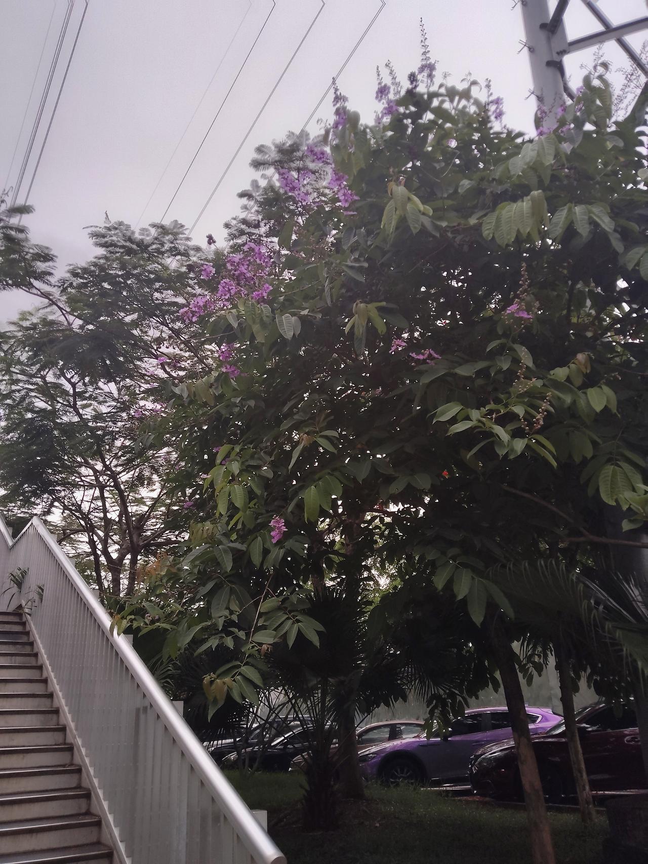 昨天晚上下了雨
早上的空气格外清新
闻起来到处是花草的香味
躺在哪里内心悲怆无助