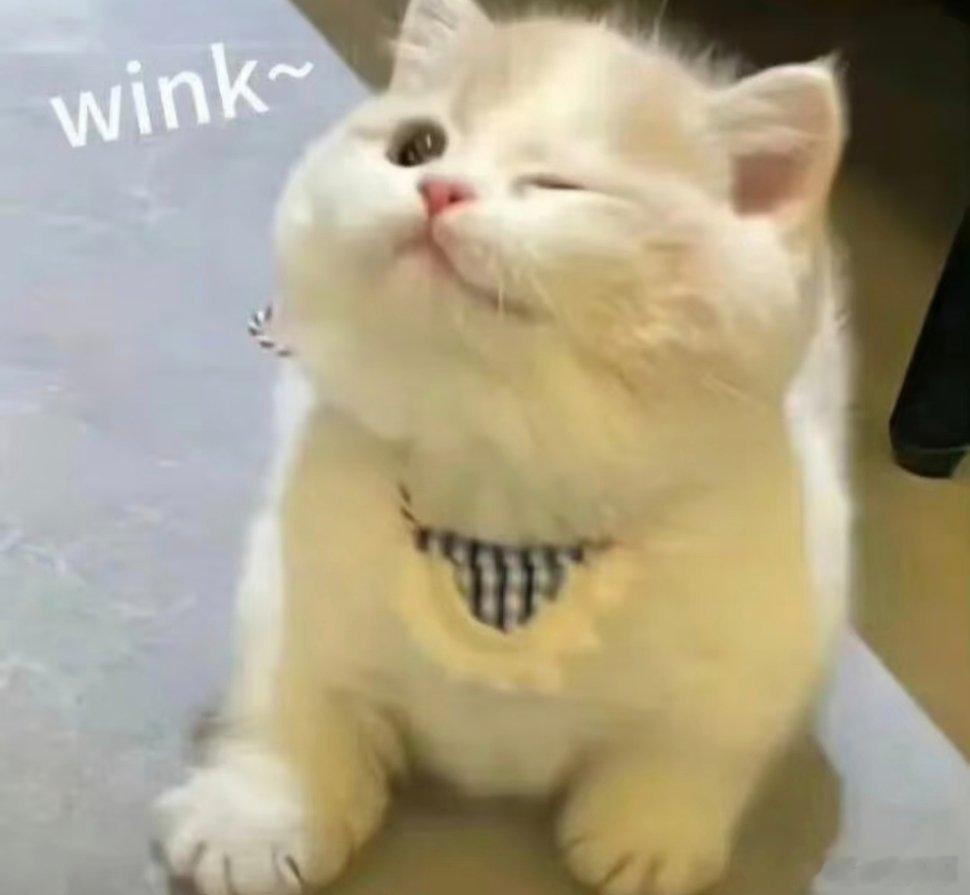 可爱猫咪表情包~ 