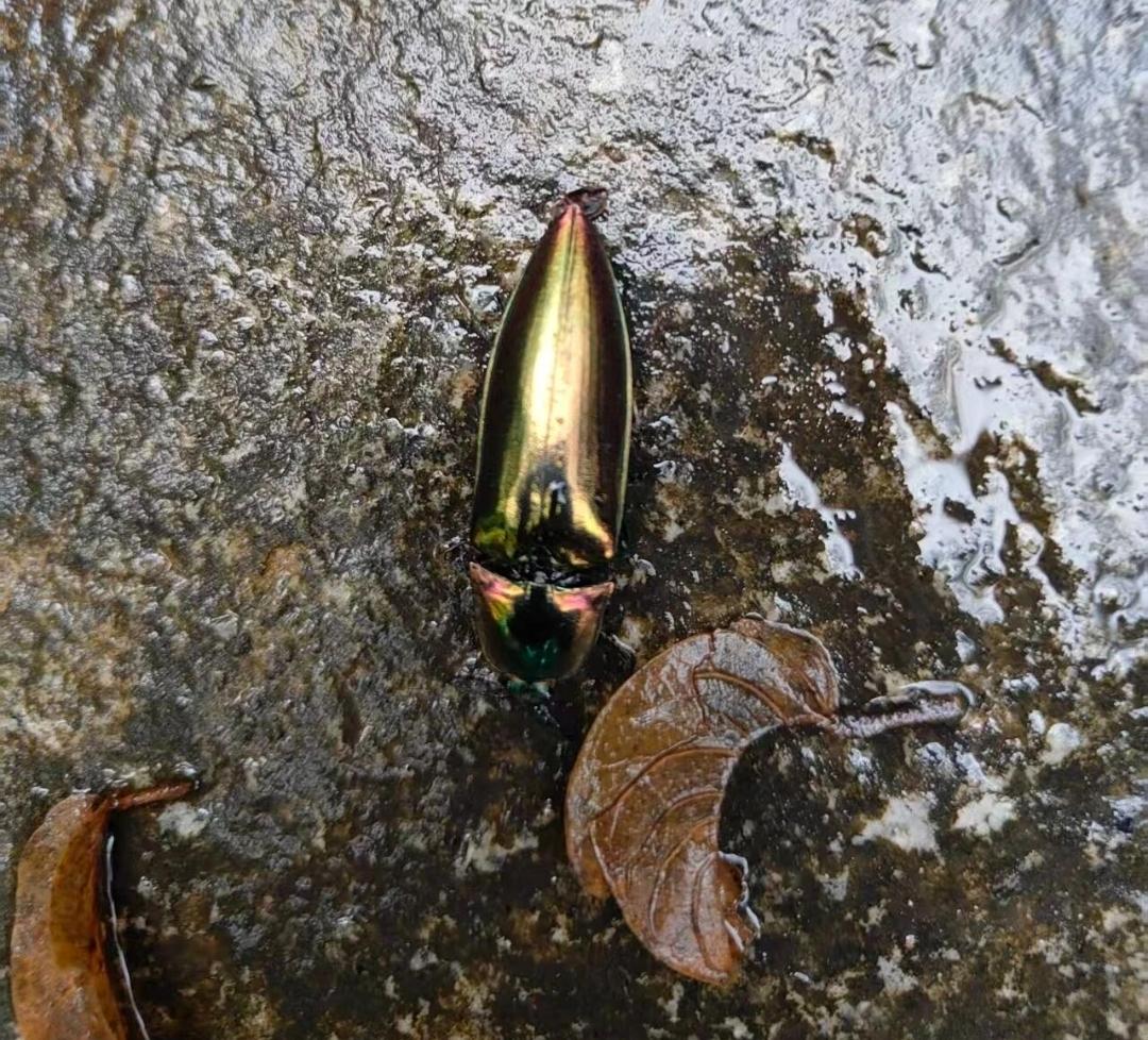 春节去公园，湖边石头上看到的，这是什么东西？
小指大小，颜色挺鲜艳，趴在岸边一块