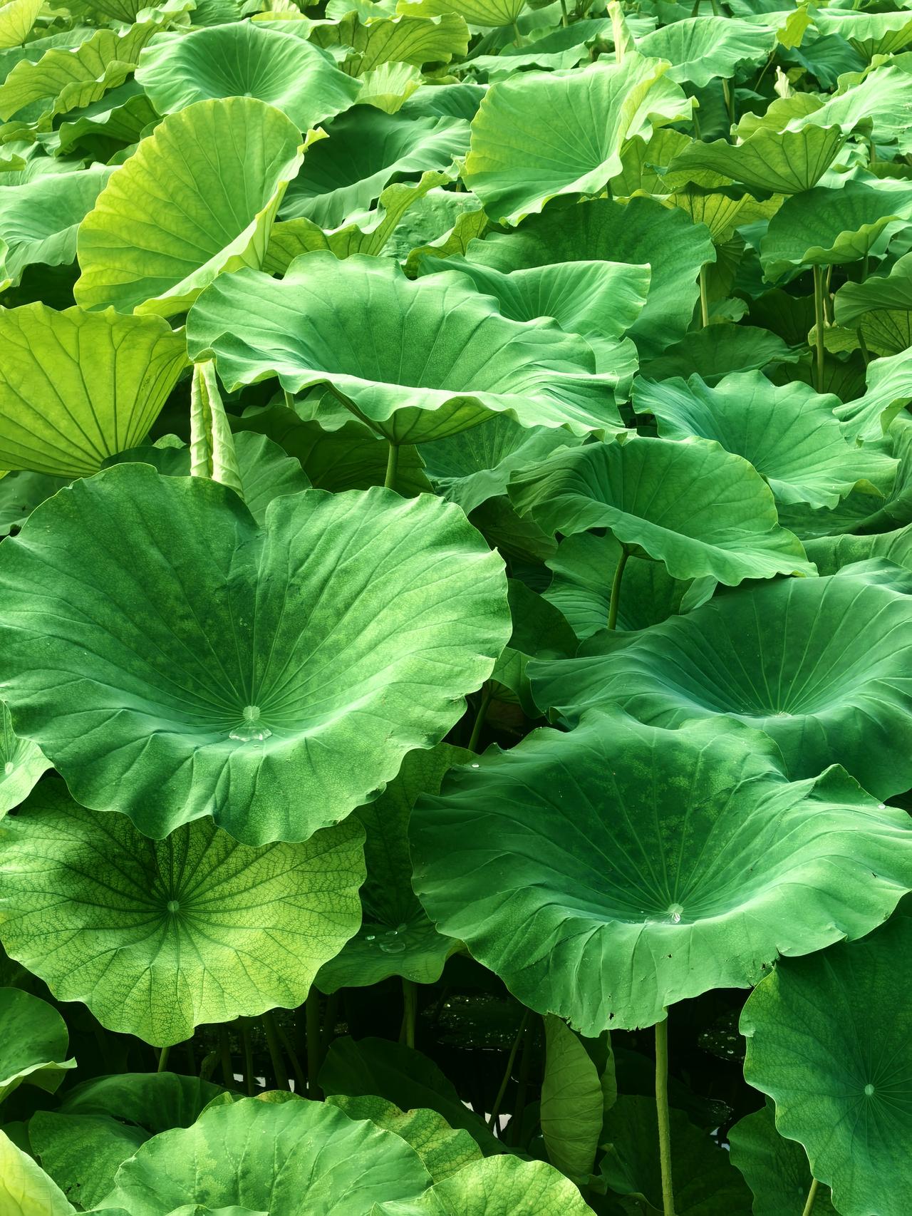 大明湖的荷叶
接天荷叶无穷碧