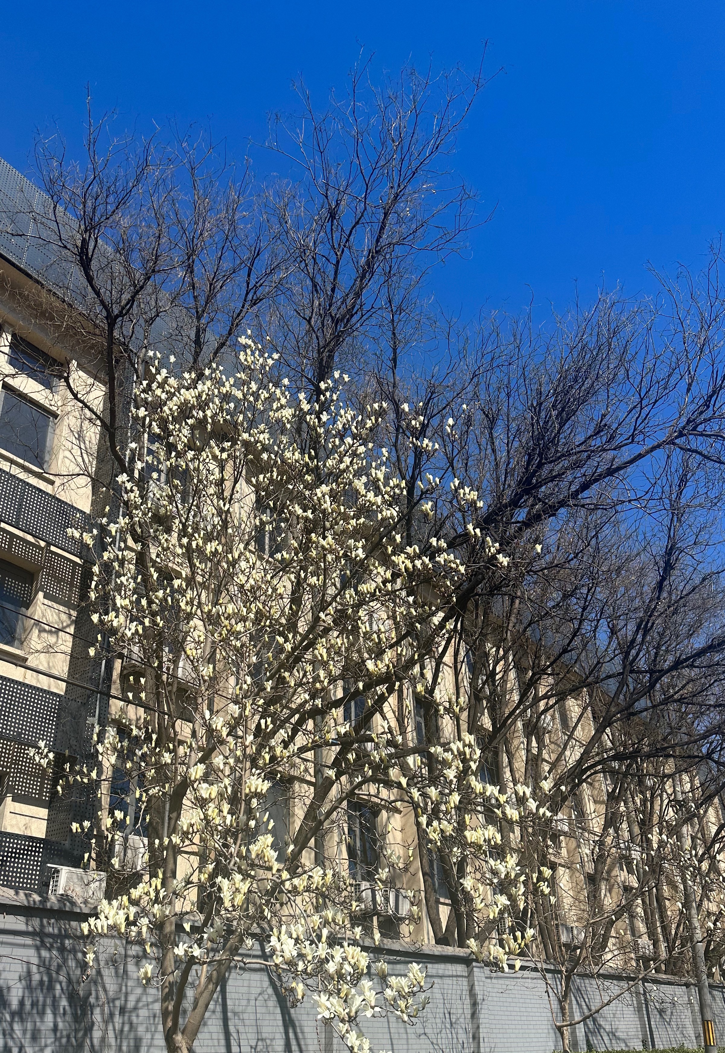 感觉北京一下子就缓和了，怪不得大家都说，北京的冬天有6个月，夏天有5个月，春秋总