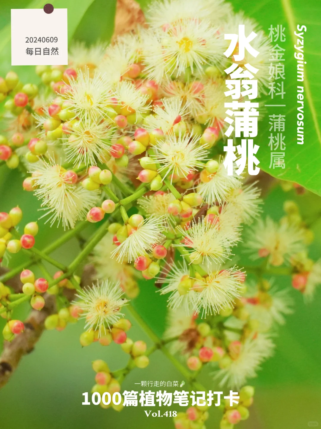 植物笔记418 | 蝴蝶喜欢腥臭味的水翁蒲桃