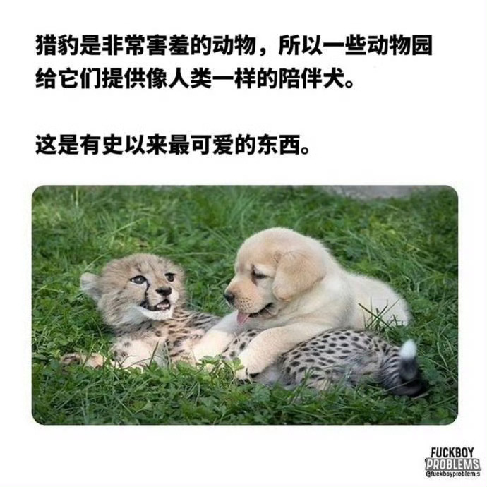 有史以来最可爱的组合[抱一抱][爱你][憧憬] 