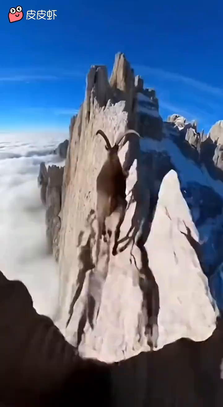 山羊山羊，本来就是山上的。