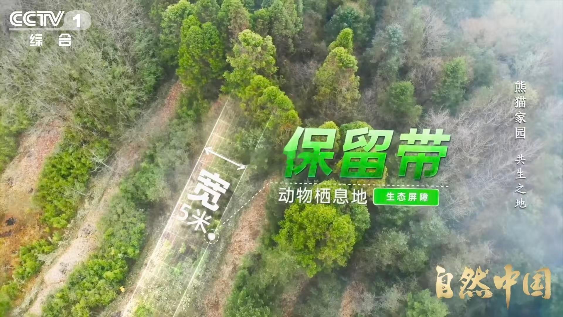 原来大熊猫不喜欢竹林疯长 大熊猫：竹子好吃，但别长太密啊，我卡住了！科研团队：安