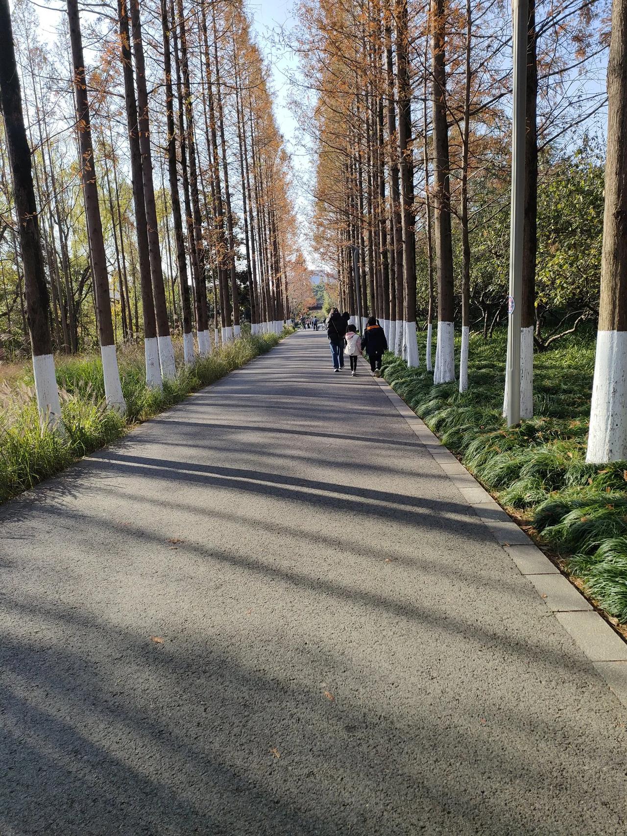 初冬的森林公园