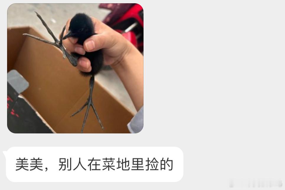 秧鸡一类的幼鸟，出生后就会跟着妈妈跑野生鸟类都是保护动物，白天原地放回！ ​​​