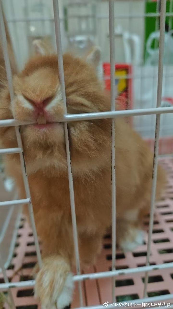 13573🐇【呲牙】 