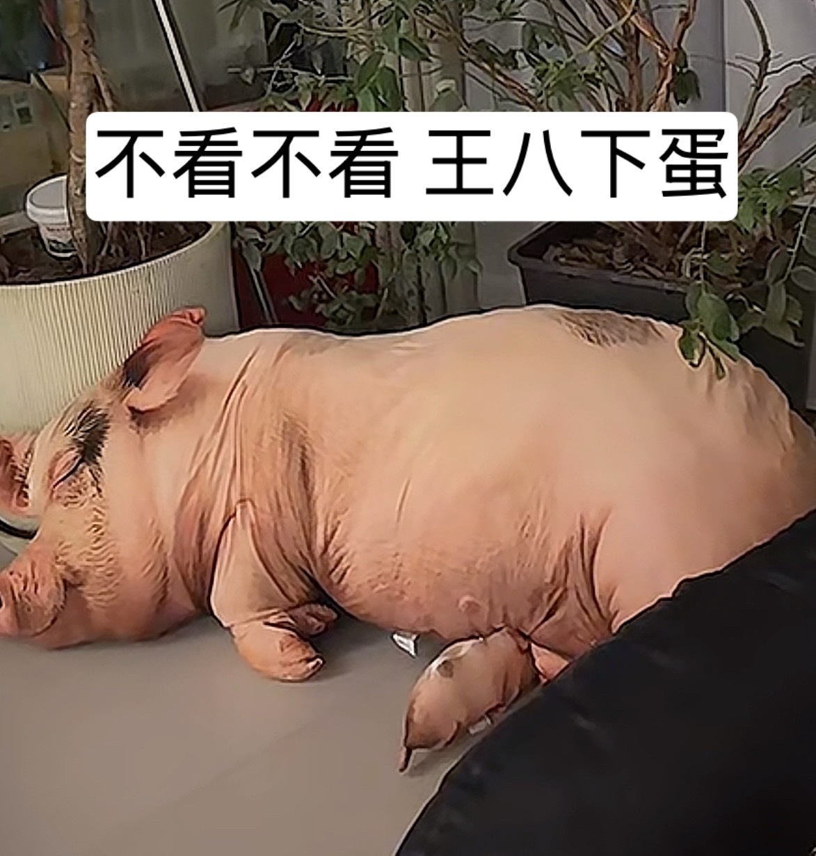 所有人be like： 