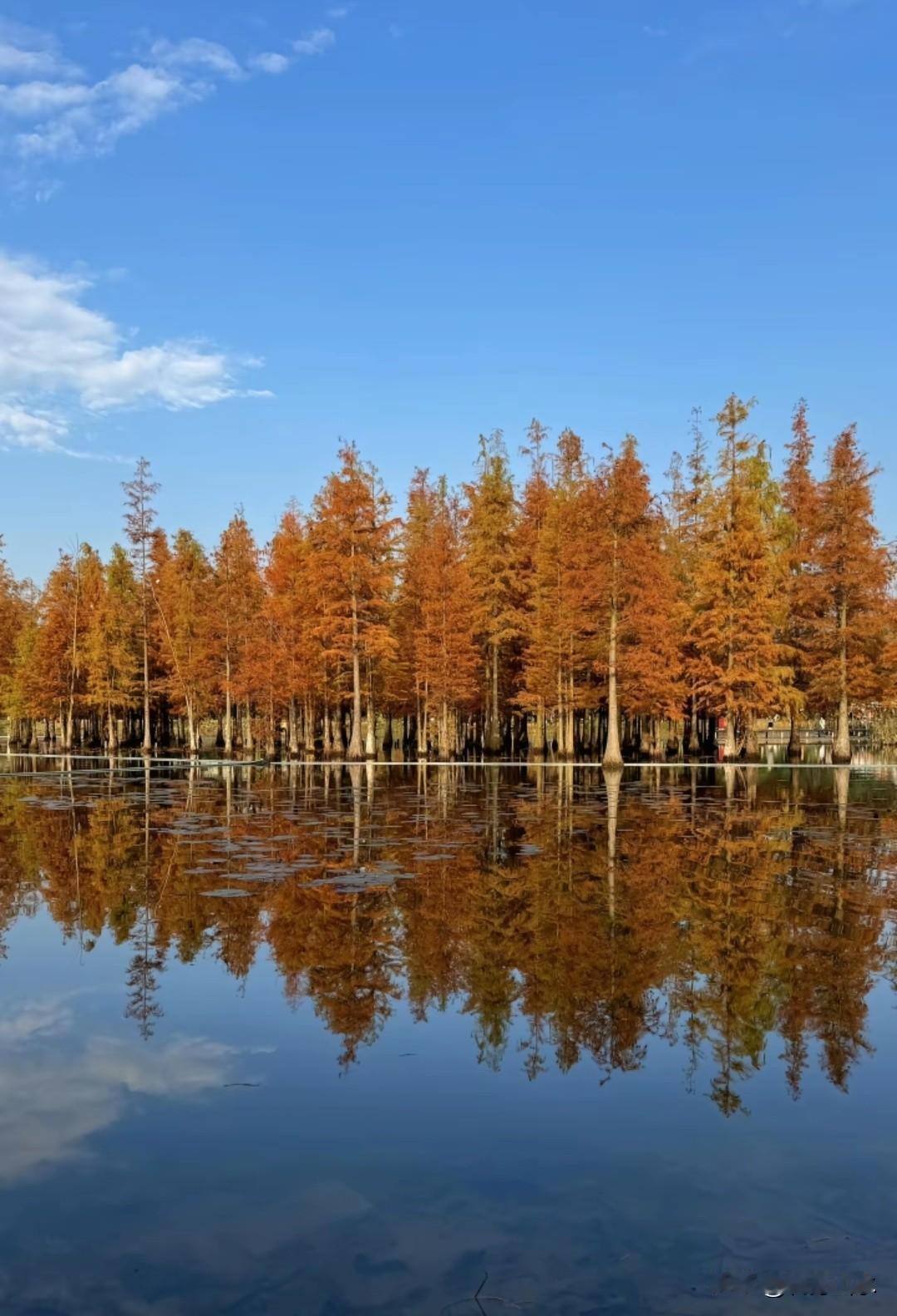 是时候去一趟成都白鹭湾湿地公园了！
11月的成都白鹭湾湿地公园，水杉林正上演着一