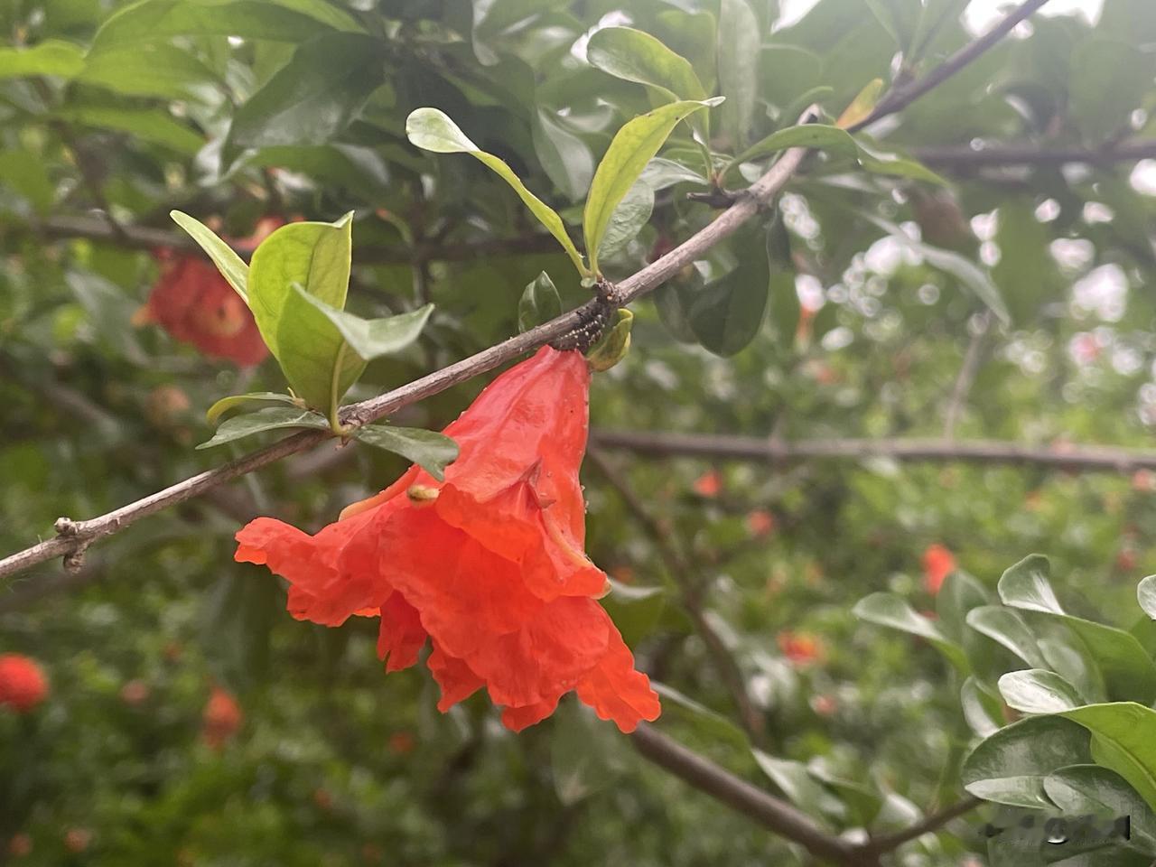 【鹧鸪天•五月榴花照眼明】
五月榴花照眼明，枝间偶见子规停。
风薰小径无车马，雨