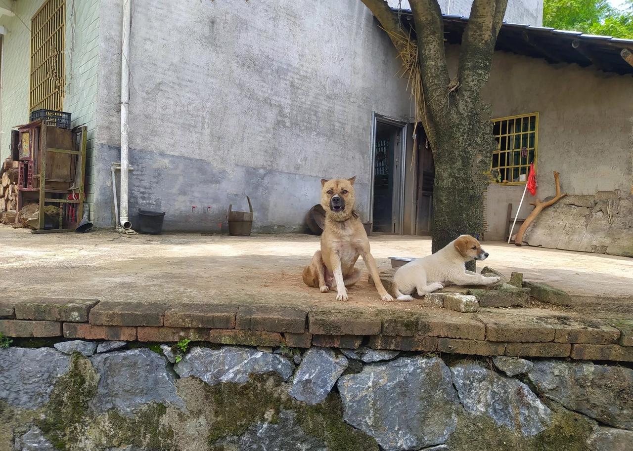 现在的农村夏日现状

路上行人寥寥，长路风烟寂寂

狗队长在屋前站岗，猫警长在树