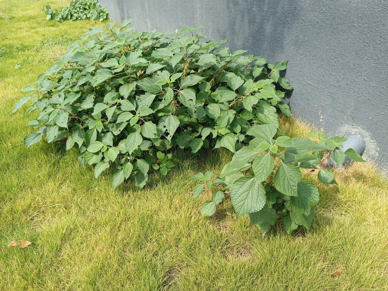 这到底是啥野生植物？生命力这么顽强，拔了又长，长了又拔，今天雨后在草坪里终于连根