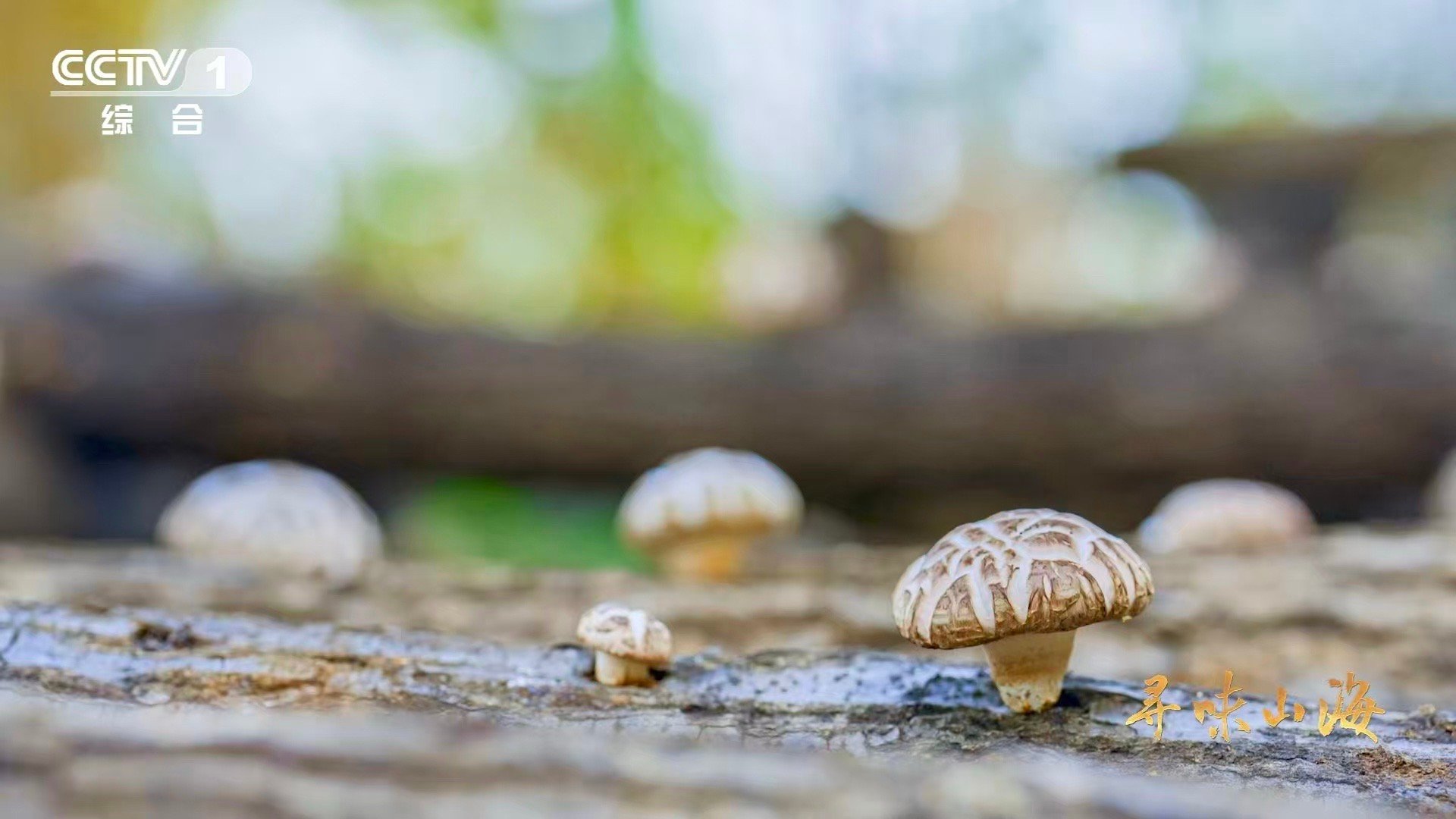 干香菇鲜香菇哪个更好吃一种花菇可以有两种味道 风干花菇香气醇厚，鲜花菇鲜味纯粹。
