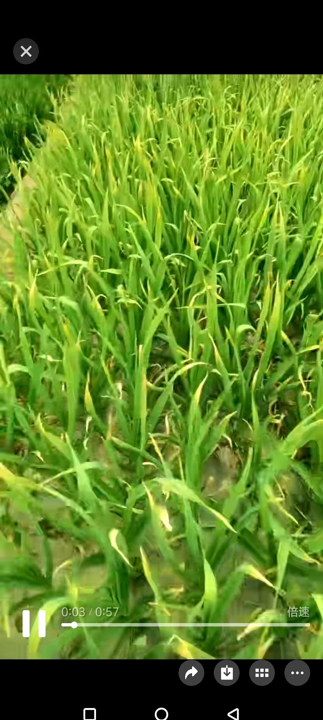 完了，这日子没法过了！昨天一天，大蒜价格又跌了五到七分钱，你敢信？最好的蒜才两块