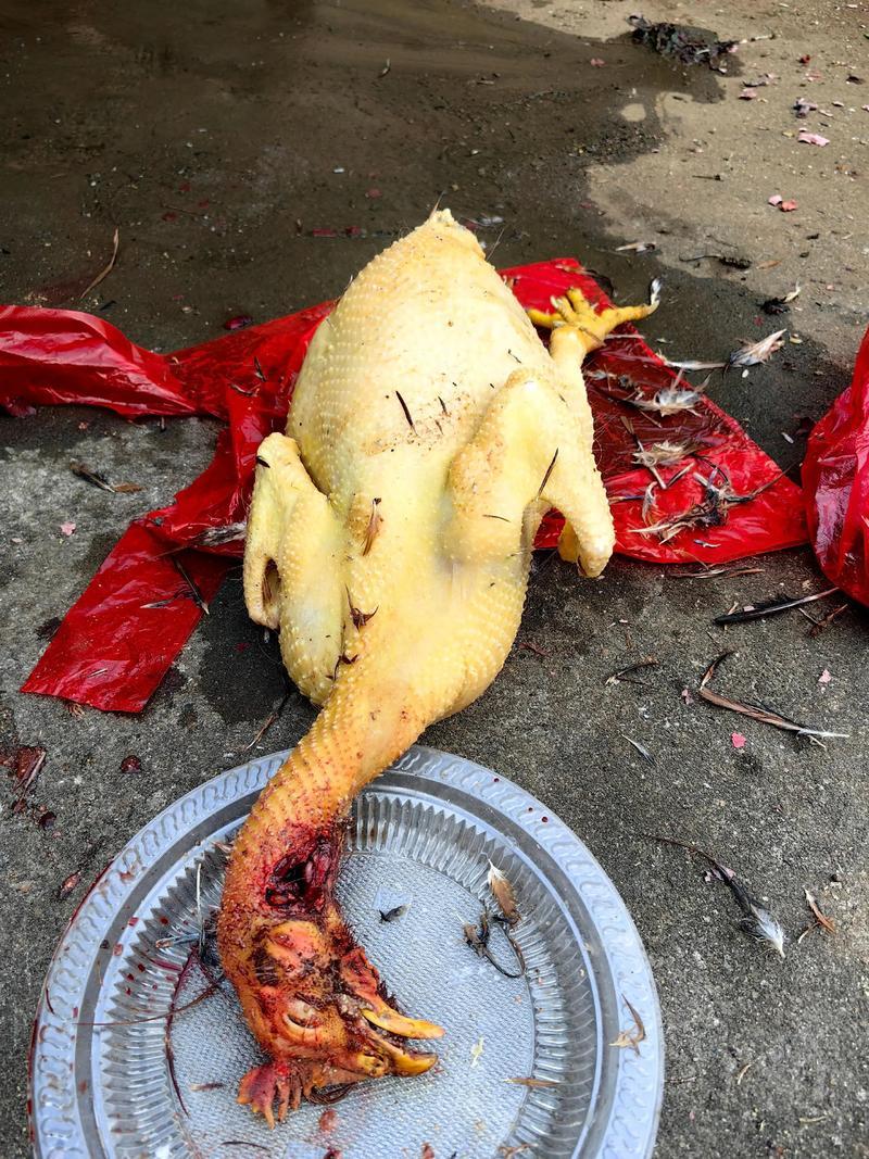 吃了二姨送来的病鸡
中午一家人正做午饭，我农村的阿姨敲门进来，带着5只煮好的整鸡
