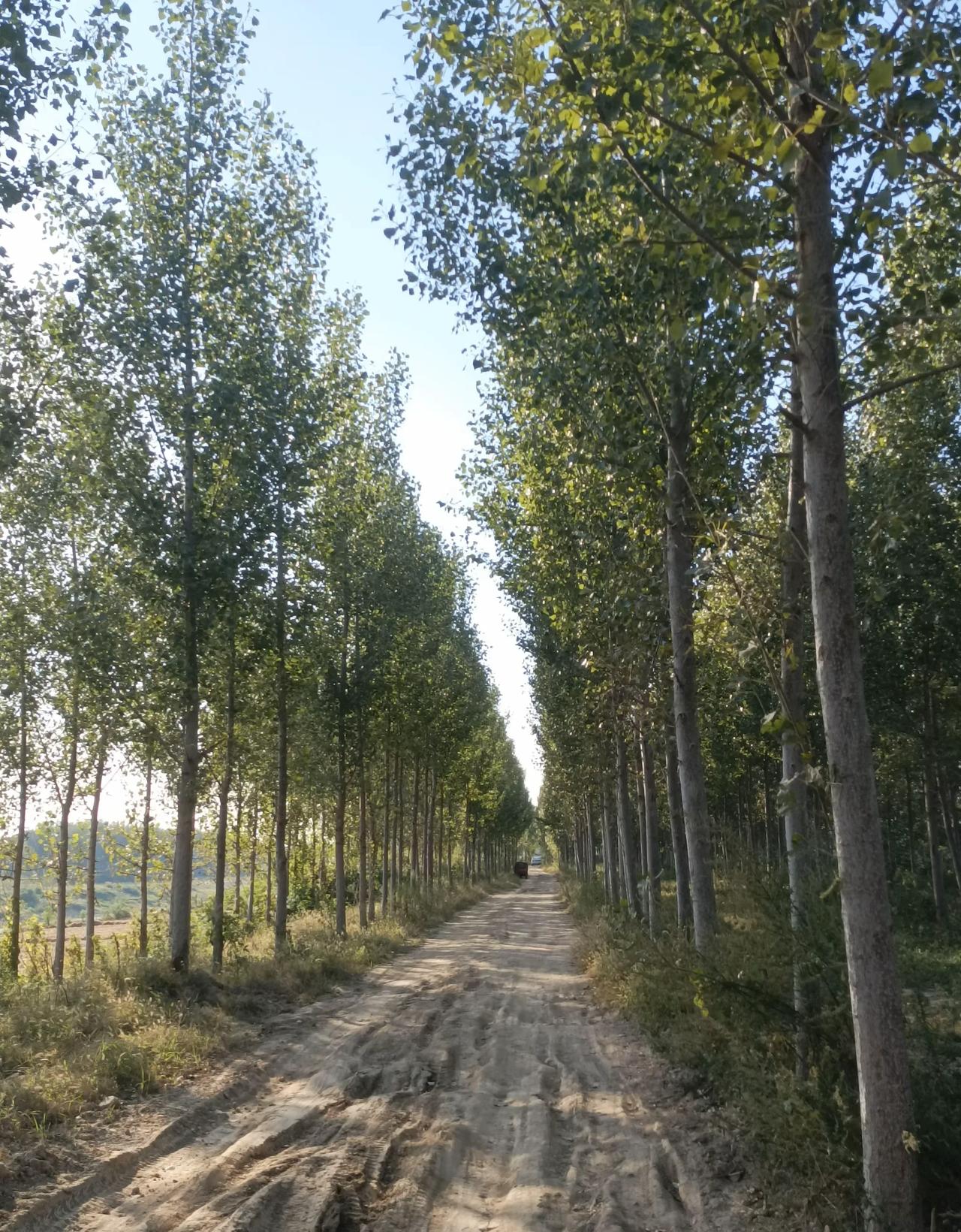曾经下雨满是泥巴的小路
如今修成了水泥路
感谢党的政策好，村村通
有想富，先修路