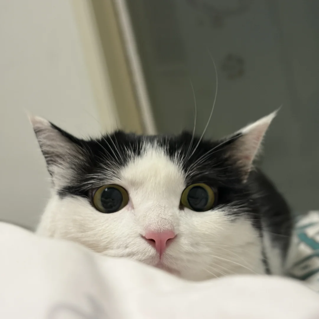 一种老谋深算又算不明白的感觉