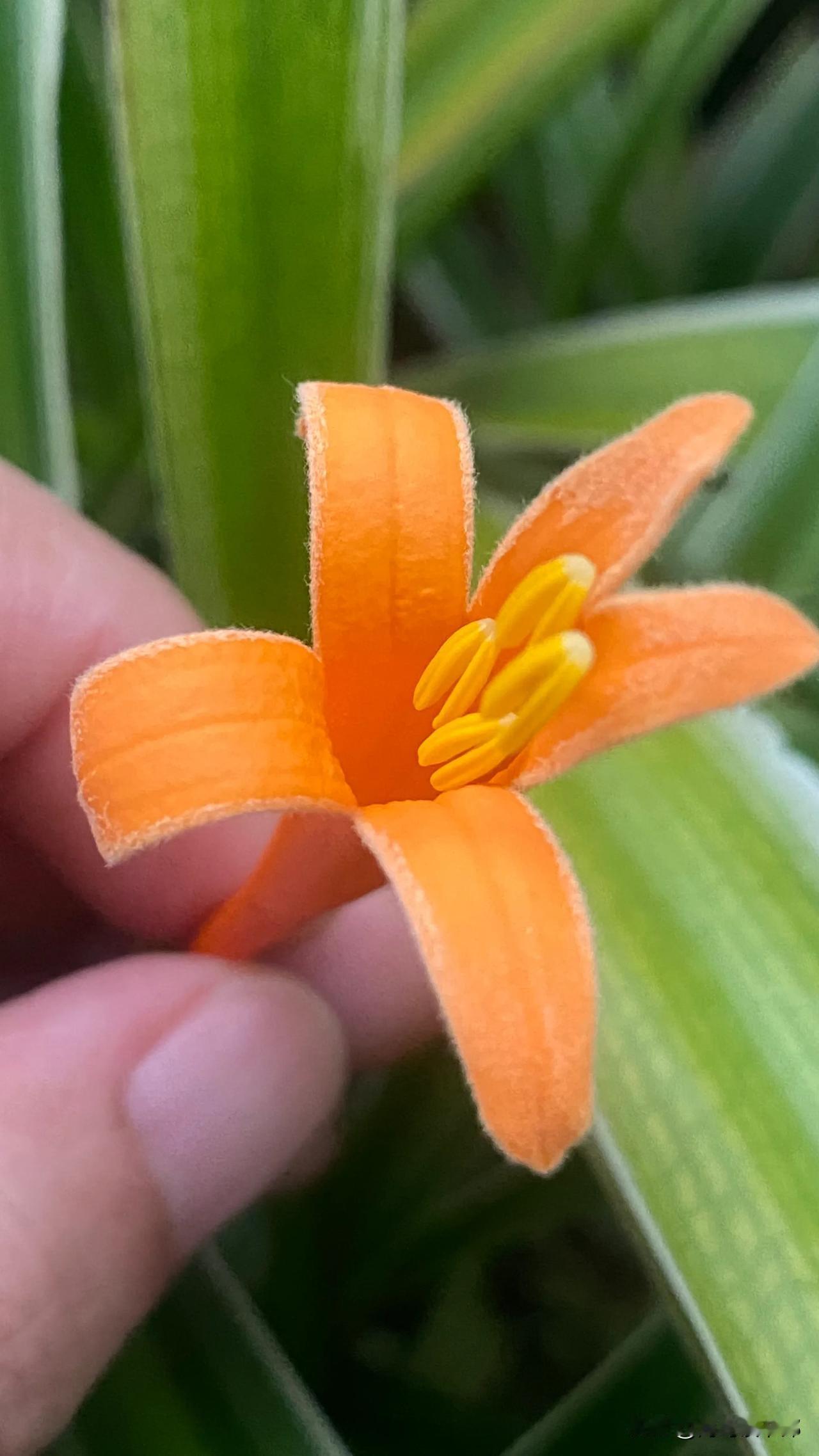 炮仗花开起来都特别好看，都是成片成片的爬在墙头上，如果不开花倒和爬山虎很像，但一