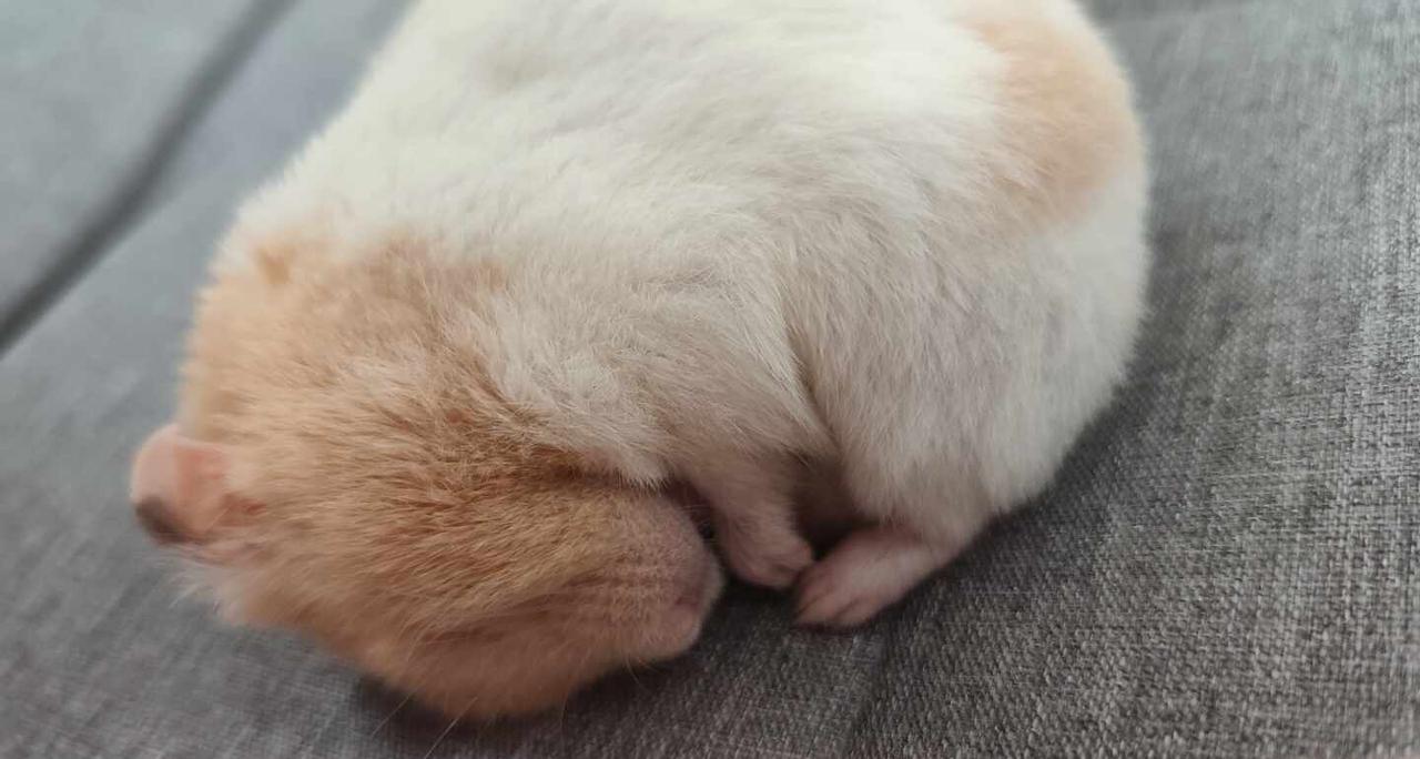 新手鼠妈，小鼠睡成这样，是不舒服吗？
手心里的的鼠鼠 金丝熊 养鼠日常分享