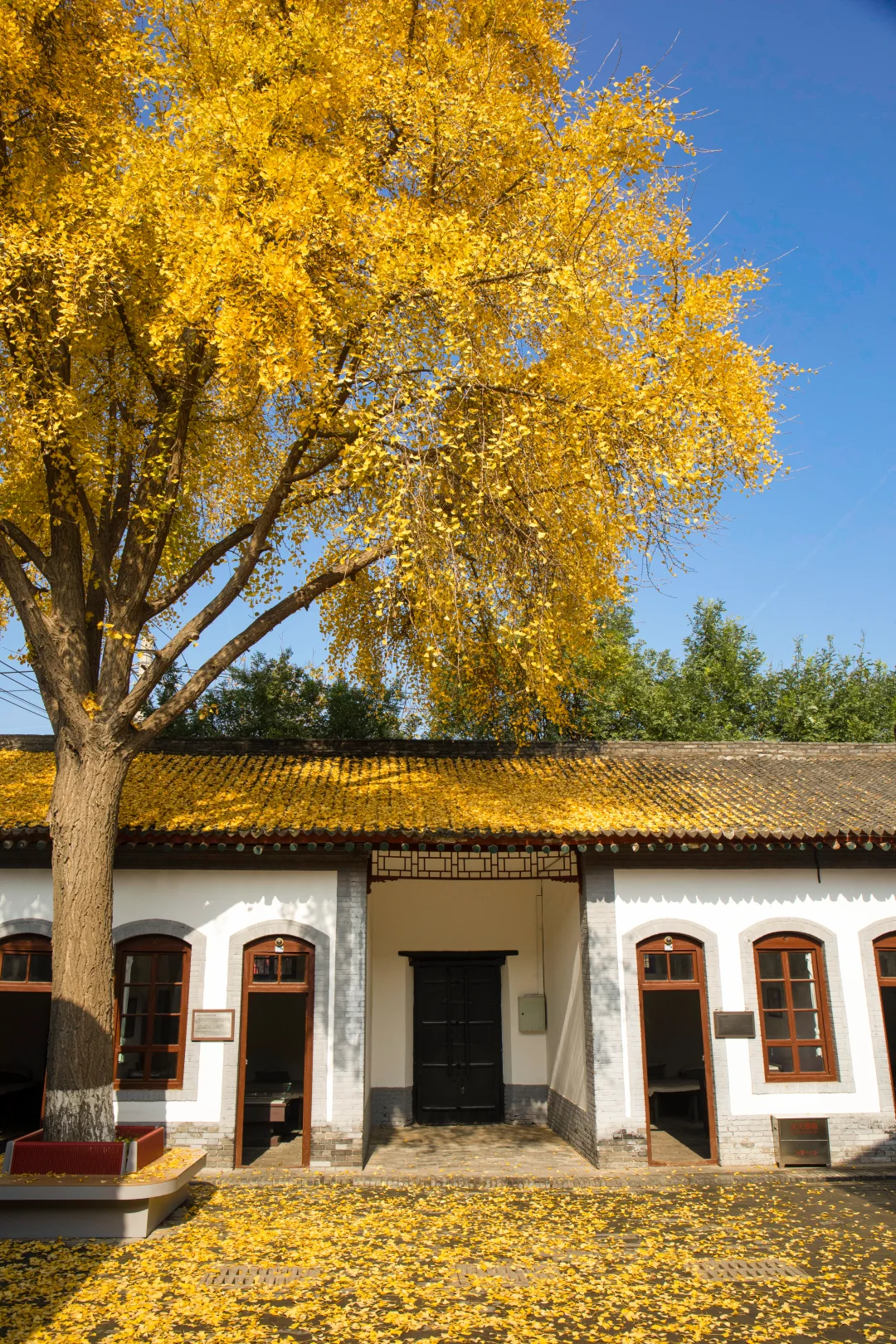 🚇地铁1号线直达…银杏小院！！没有人！