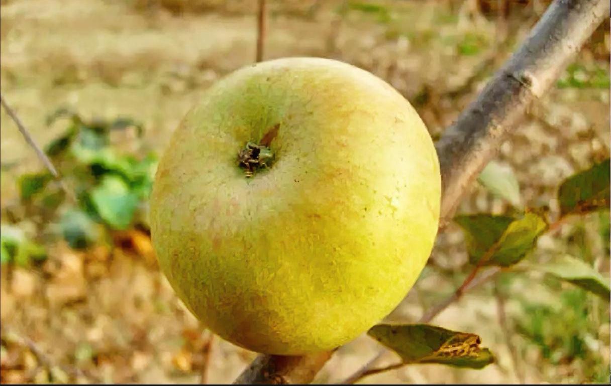 为什么一个普通苹果价格居然这么高？
为什么普通人不敢买？不能买？不想买？买不到？