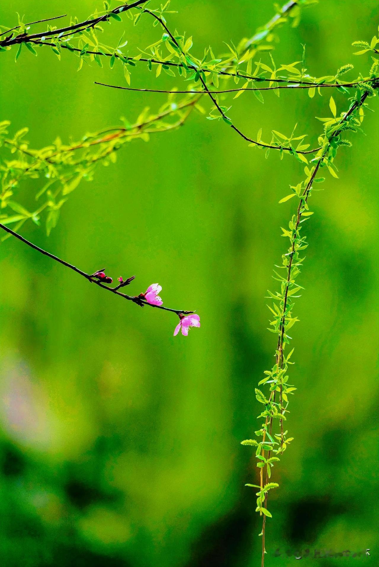 下联：轻寒细雨碧桃开
上联：有请雅士[玫瑰][玫瑰][玫瑰]