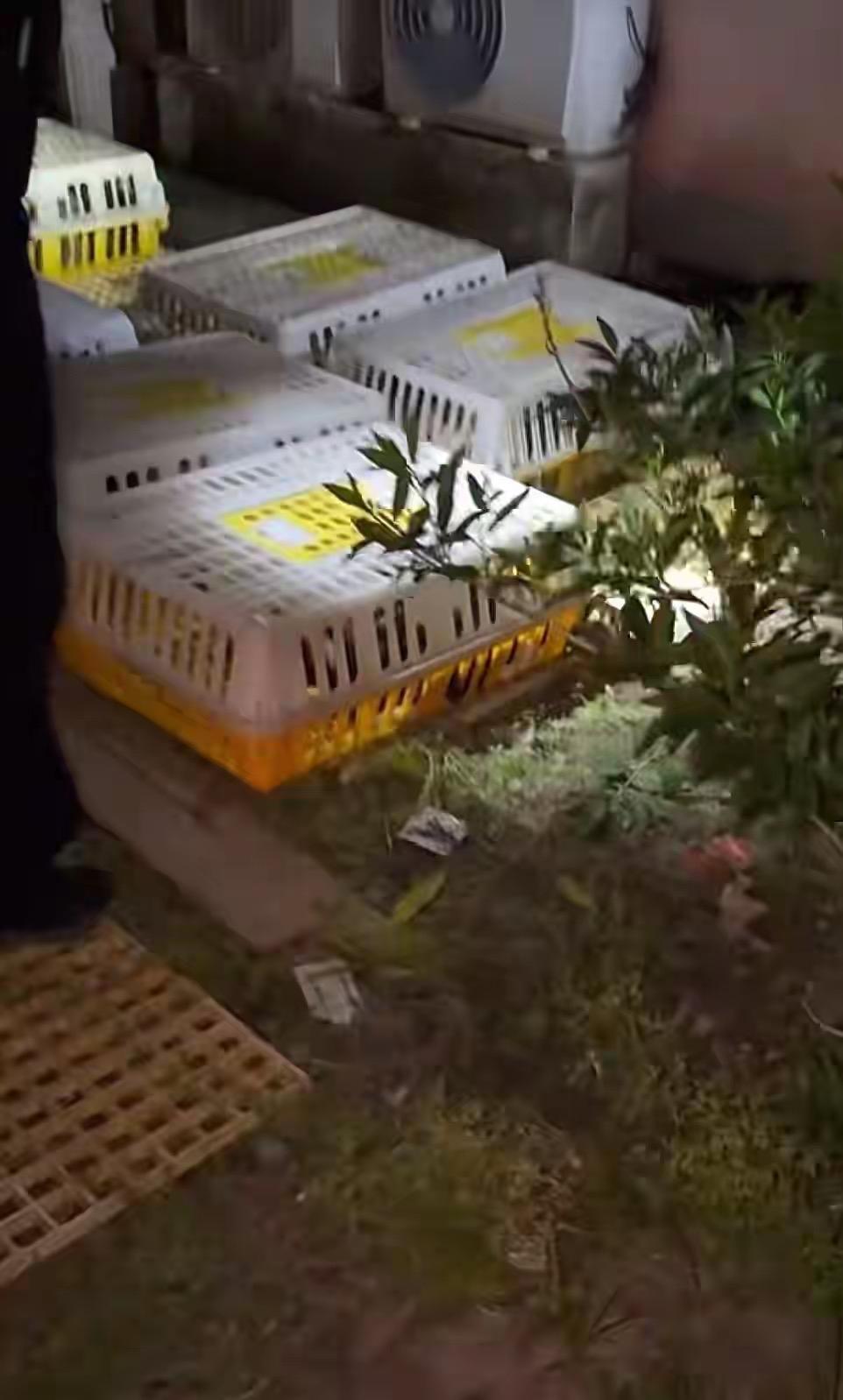 太气愤！安徽芜湖警方联合志愿者深夜拦截了一批待宰猫，整整70只被塞在狭小塑料盒里