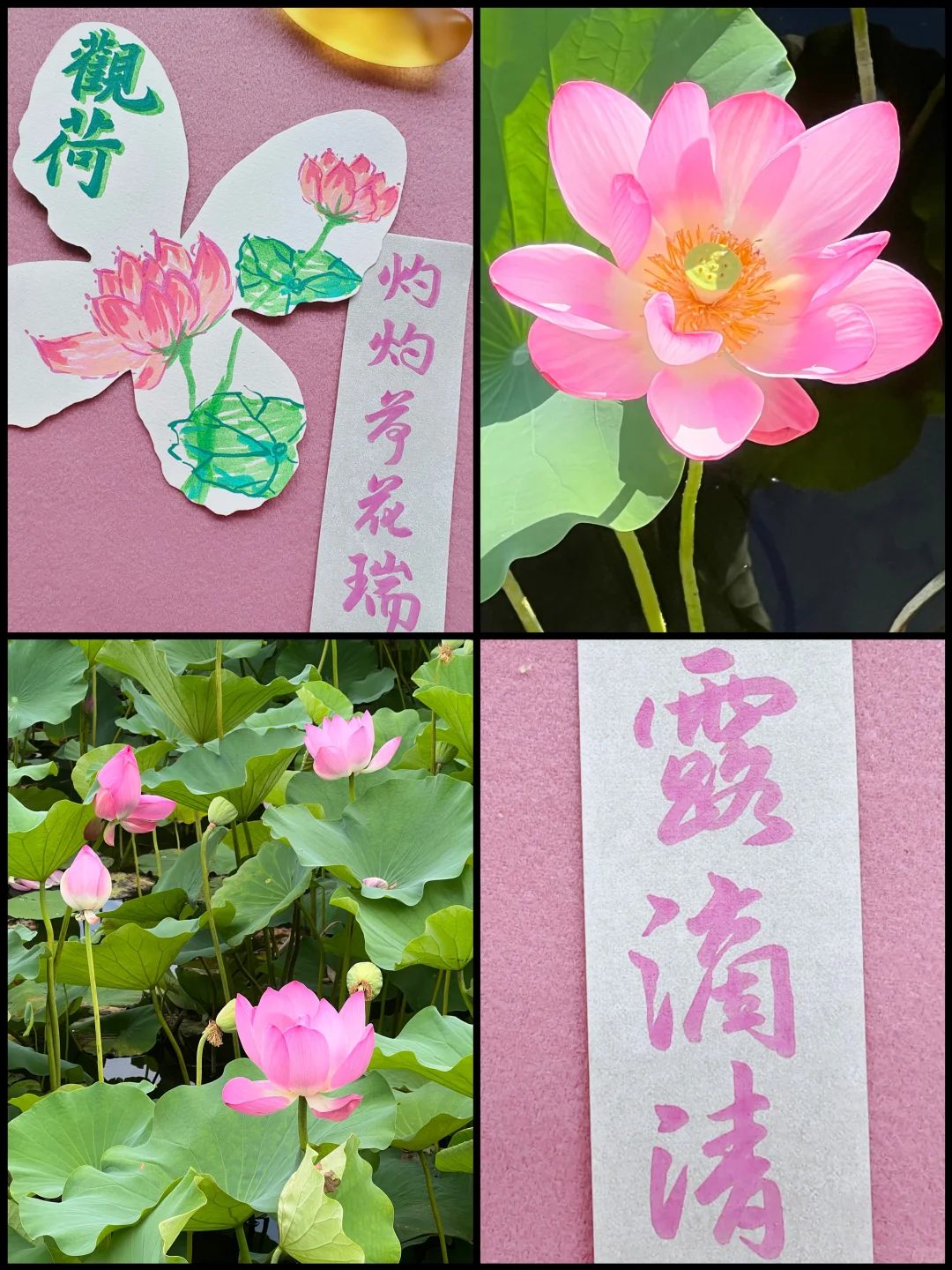 盛夏雅事，观荷，去燥写字，愉悦自己