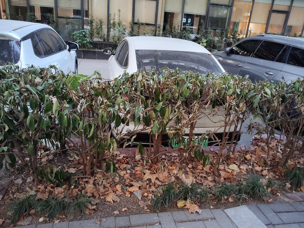 青山区这些树木该浇水了，枯死了可惜
    在武汉，青山区的绿化是搞得最好的一个