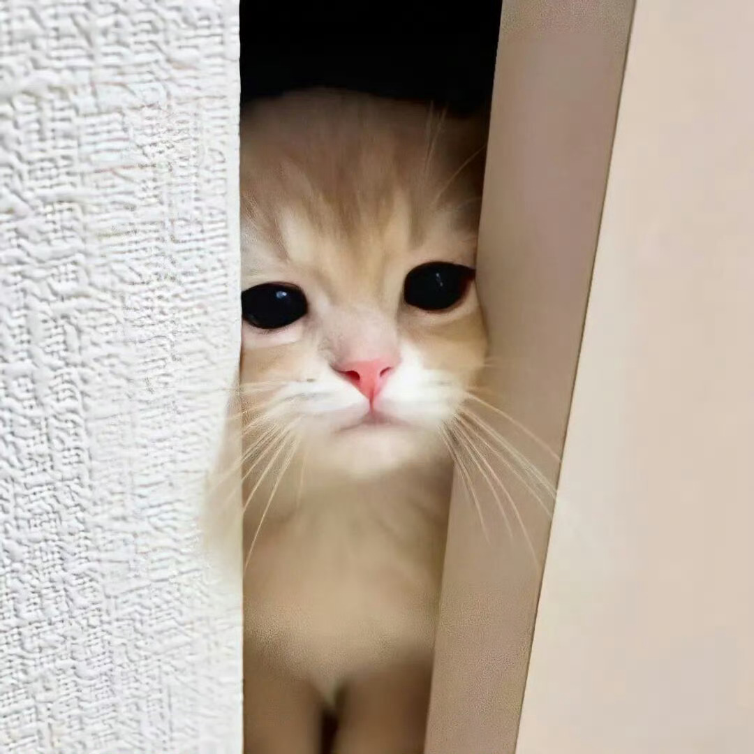 猫猫狗狗呀 