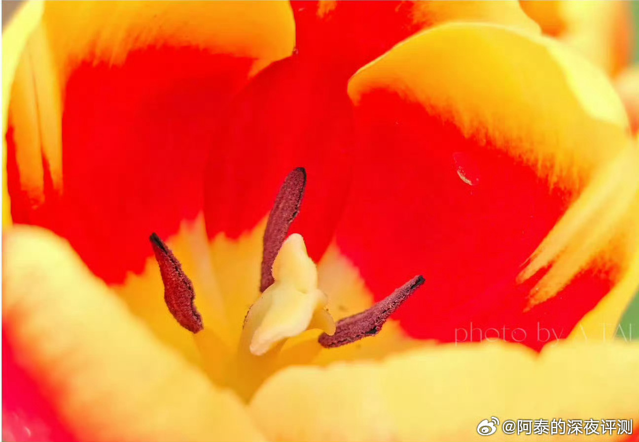 又是赏花好时节没错，樱花(｡･ω･｡)ﾉ🌸桃花郁金香等都开了！虽然在干活，但是