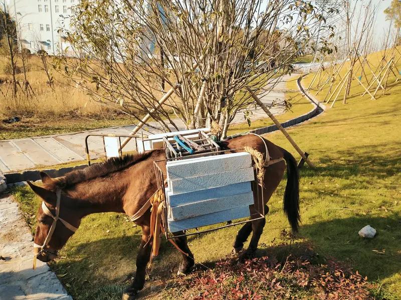 最近印度陆军的“机器骡”在新德里共和国日阅兵彩排上亮相，这玩意儿背上驮着步枪还能