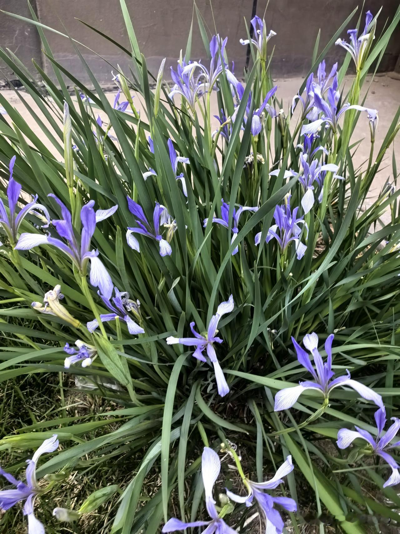 晒图笔记大赛在草地上，开满了马兰花，蓝莹莹的，似飞舞的蝴蝶。