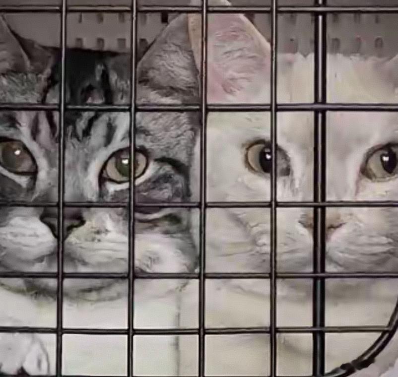 吴小猫因为偷偷给血糖轻微超标的解行买奶茶被江教授拎着后颈软肉关进豪华软装猫别墅思