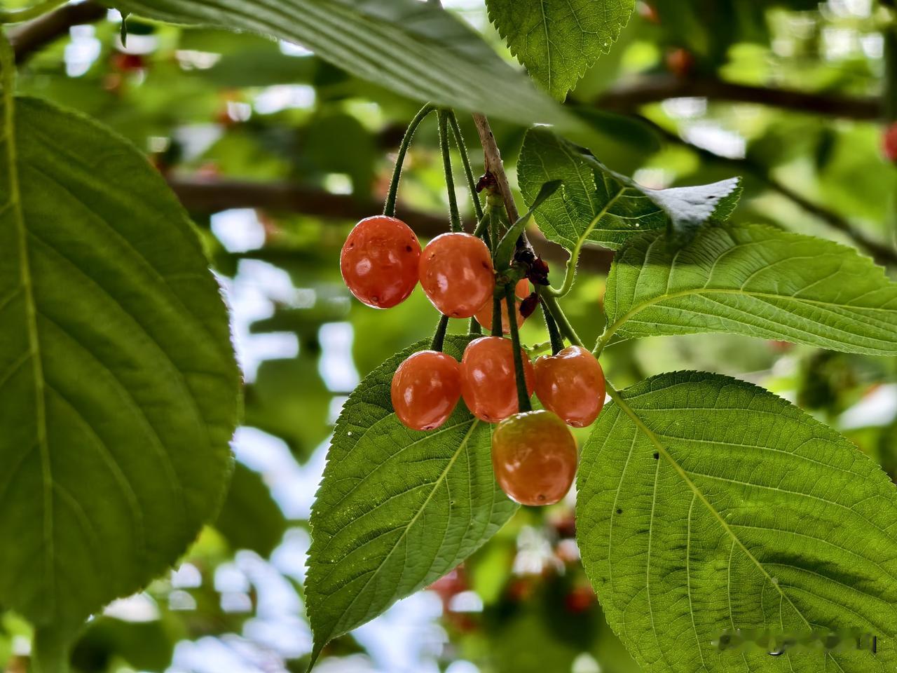 “”有智吃智，没智吃力”
“是鸡子就带两只爪”

这两句话我妈常说，意思就是天无