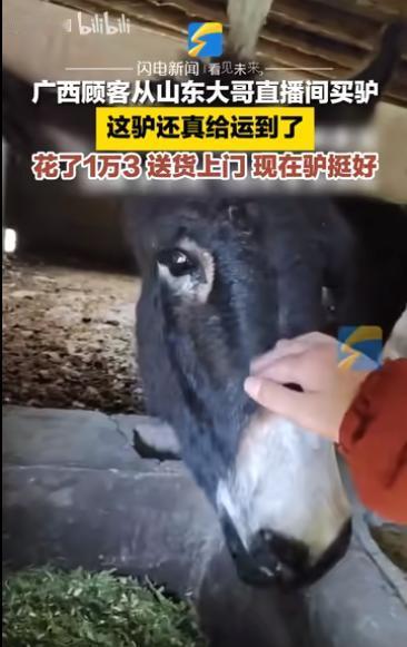 [太阳]广西大叔心真大，2024年在直播间从山东买了头活驴11000元，运费12