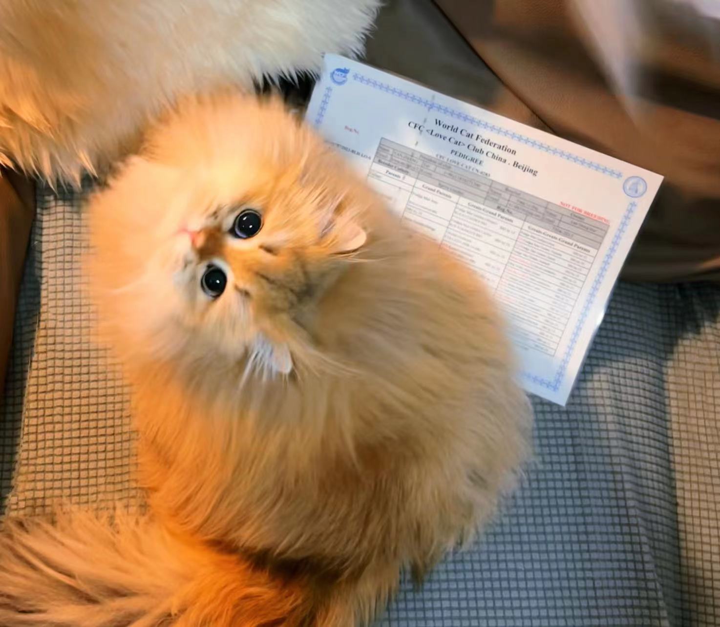 我们桃桃&小葵姐妹一周岁啦宝贝们生日快乐#英国长毛猫##辣椒家新家回访##金渐层