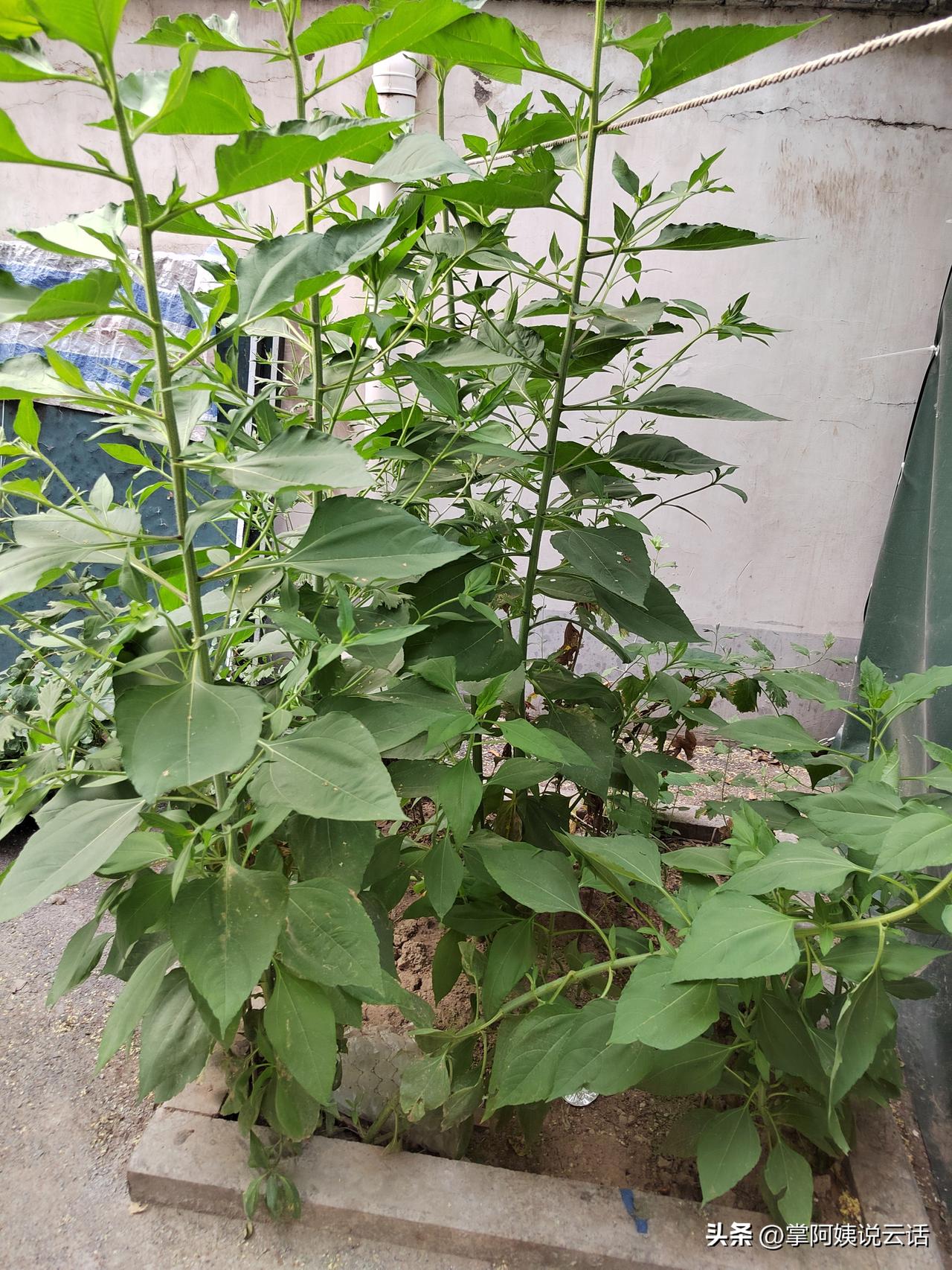 上班的时候，我经常放弃休年薪假！
倒不是自己有多么伟大，有多少的奉献精神。
纯粹