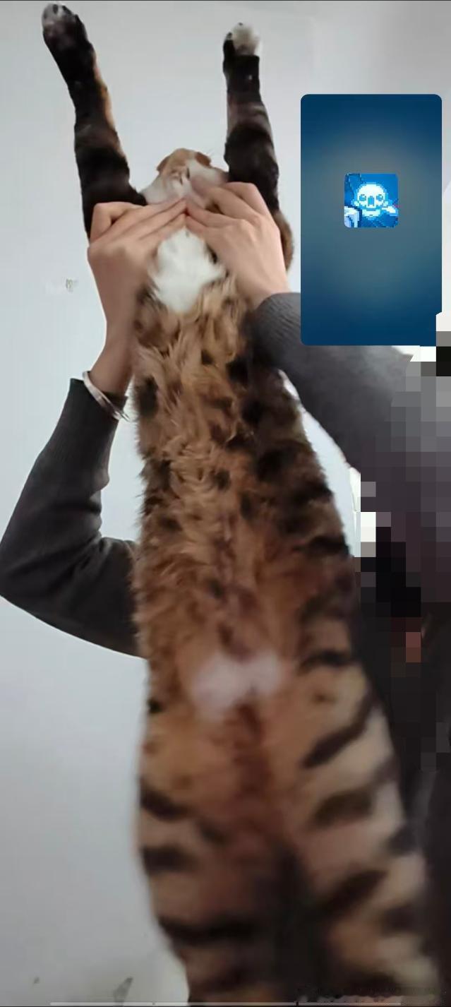 49406【丑猫】站岗放哨，菱斑响尾蛇 