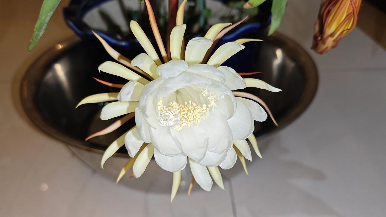 总听旁人说起昙花盛放的惊艳，大多时候只能在网络上观赏片段画面，不曾真切感受过花开