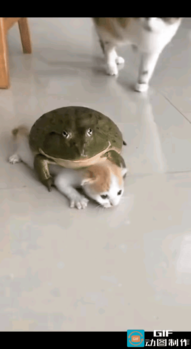 猫妈转到前面一看，简直气得要发疯，它心爱的宝宝，竟然被一只丑陋的大青蛙死死压在身