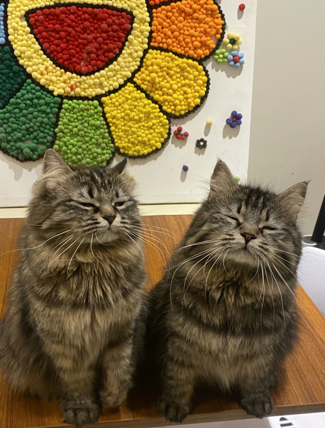 一模一样的猫我有两只